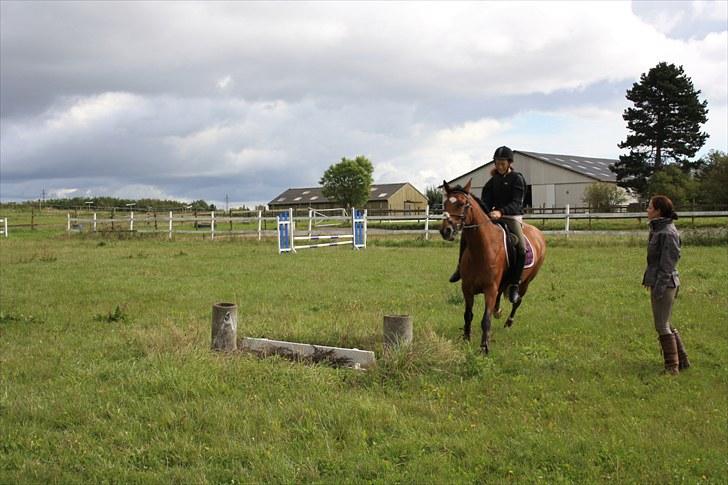 Dansk Varmblod Papaya Ley - Vi troede vi skulle springe tørgrav men nej det ville Papaya ikke :D billede 13