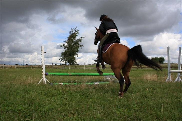 Dansk Varmblod Papaya Ley - Tak for kigget ! :D  billede 14