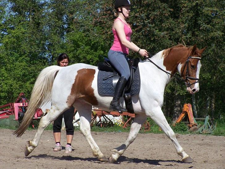 Pinto Midnights Supreme [Solgt] - Rytter: Linda Jensen | Foto: DOrte Jensen/mig billede 21