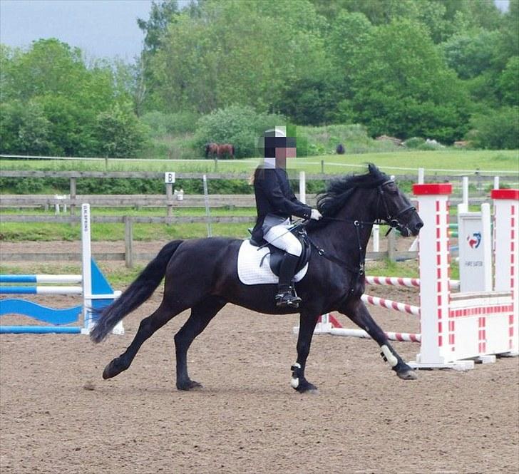 Welsh Cob (sec D) Tolstrups Kahjal - Galop til springstævnet (Ja, jeg ER dressurrytter ;) ) Billede: Sofie Nymark billede 14
