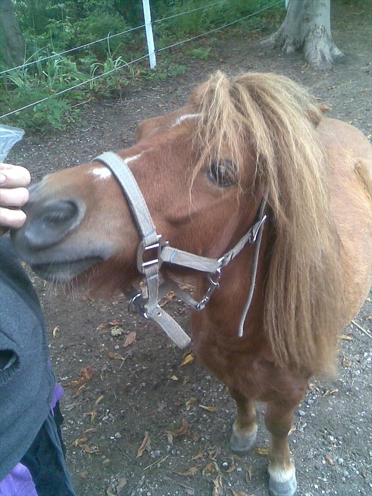 Shetlænder hannibal billede 10