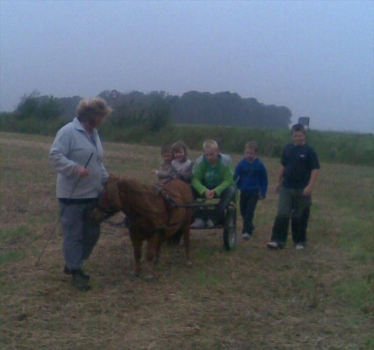 Shetlænder hannibal - en lille tur med børnene fra aflastnings centeret i nærheden... alle nød det i fulde drag billede 11