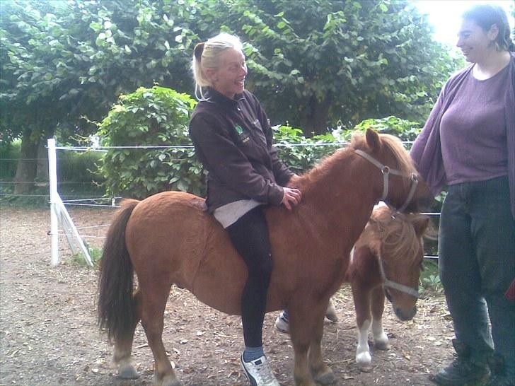 Shetlænder hannibal billede 12