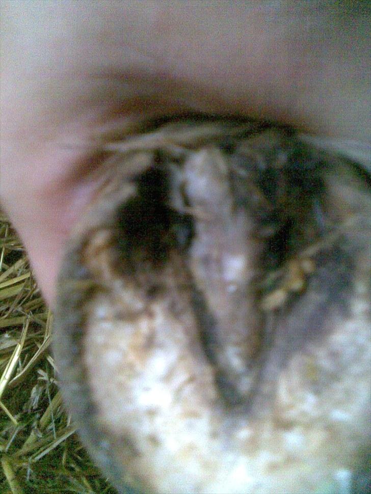 Shetlænder manse R.I.P. - sådan så hoven ud da jeg overto billede 13