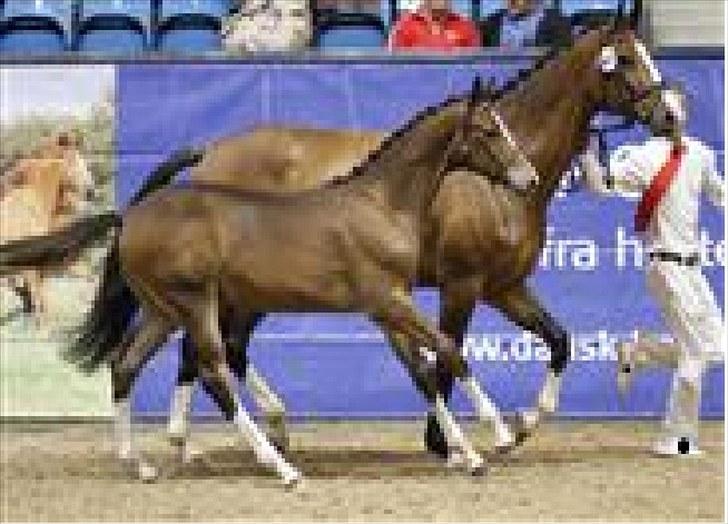 Dansk Varmblod Quidditch H  billede 16