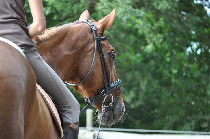 Dansk Varmblod Bijou - R.I.P. min skat! <3 - så smukt billed af bijou!  billede 1
