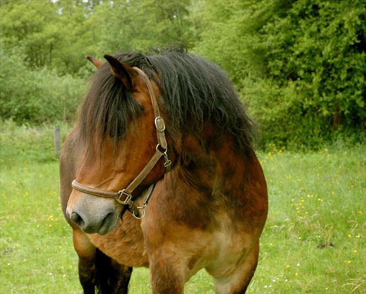 Nordsvensk Skovhest Lukas - Velkommen til Lukas profil smid gerne en kommentar og bedømmelse;) ses her på folden:D billede 1
