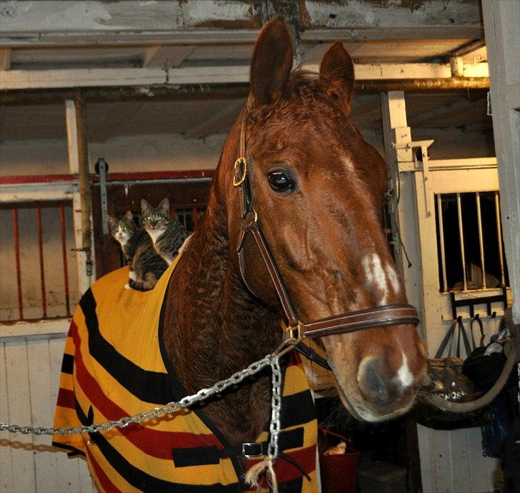 Dansk Varmblod Bijou - R.I.P. min skat! <3 billede 2