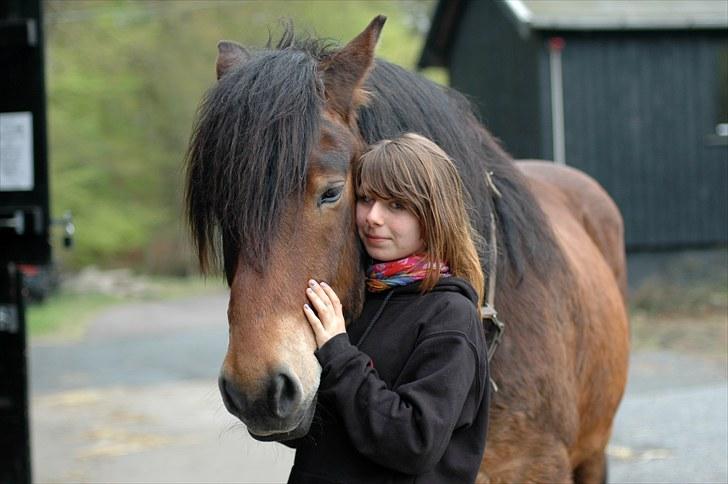 Nordsvensk Skovhest Lukas billede 2