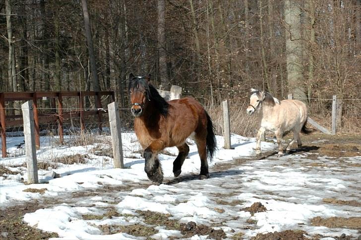 Nordsvensk Skovhest Lukas billede 3
