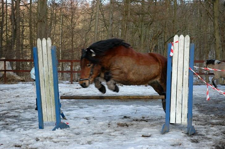 Nordsvensk Skovhest Lukas billede 4