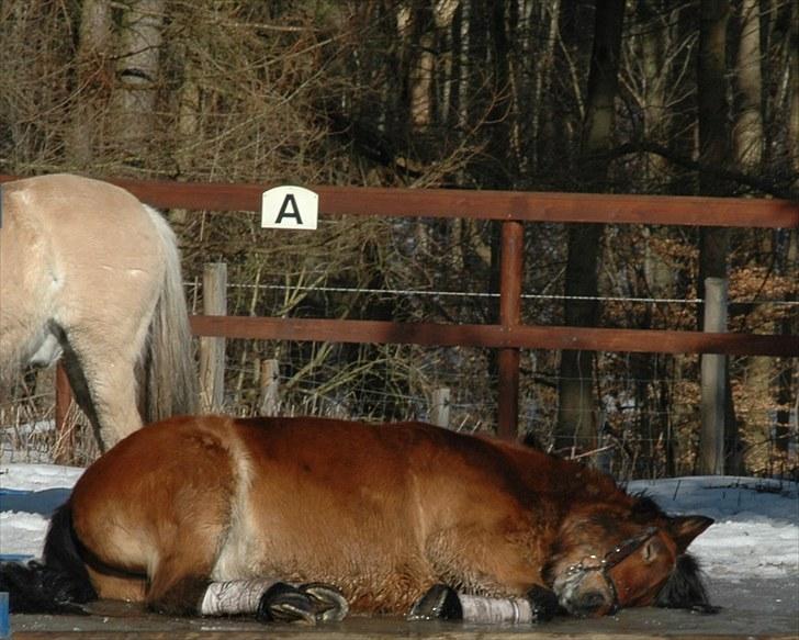 Nordsvensk Skovhest Lukas billede 5