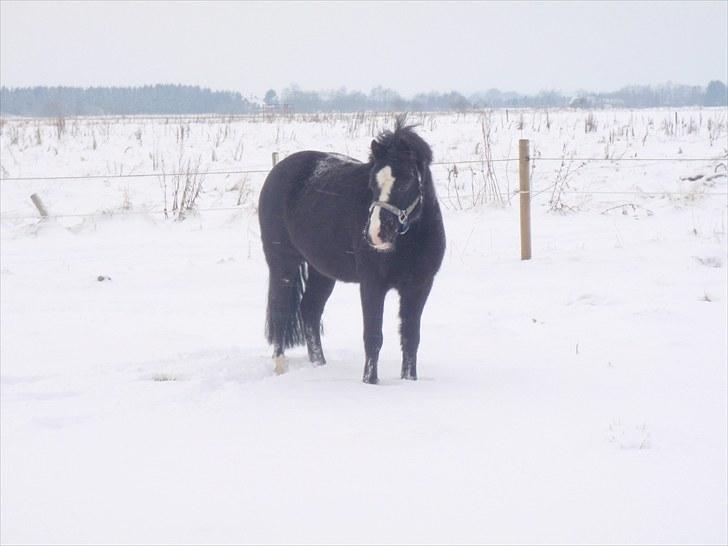 Welsh Pony af Cob-type (sec C) Stensbækgaards Asterix (gammel låne pony) - Vinteren 2009.<3 billede 9