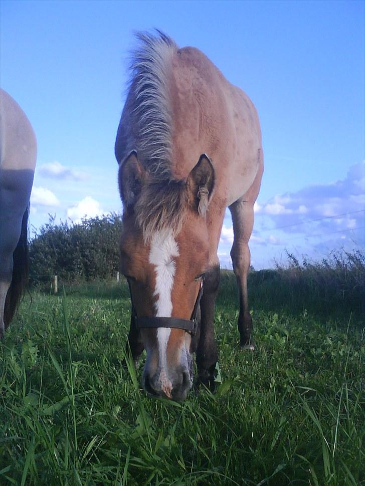 Anden særlig race Søgaard's Rinse billede 11