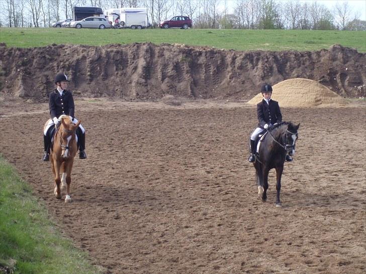 Welsh Pony af Cob-type (sec C) Stensbækgaards Asterix (gammel låne pony) - Til stævne i Molger for første gang.<3 d.18/9-10 billede 4