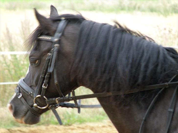 Welsh Pony af Cob-type (sec C) Stensbækgaards Asterix (gammel låne pony) - Der hjemme, men billede er lidt sløret. billede 10