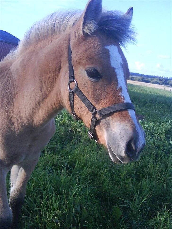 Anden særlig race Søgaard's Rinse billede 12