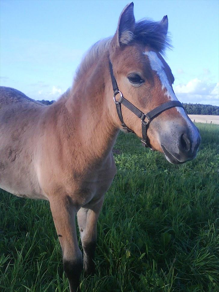 Anden særlig race Søgaard's Rinse billede 13