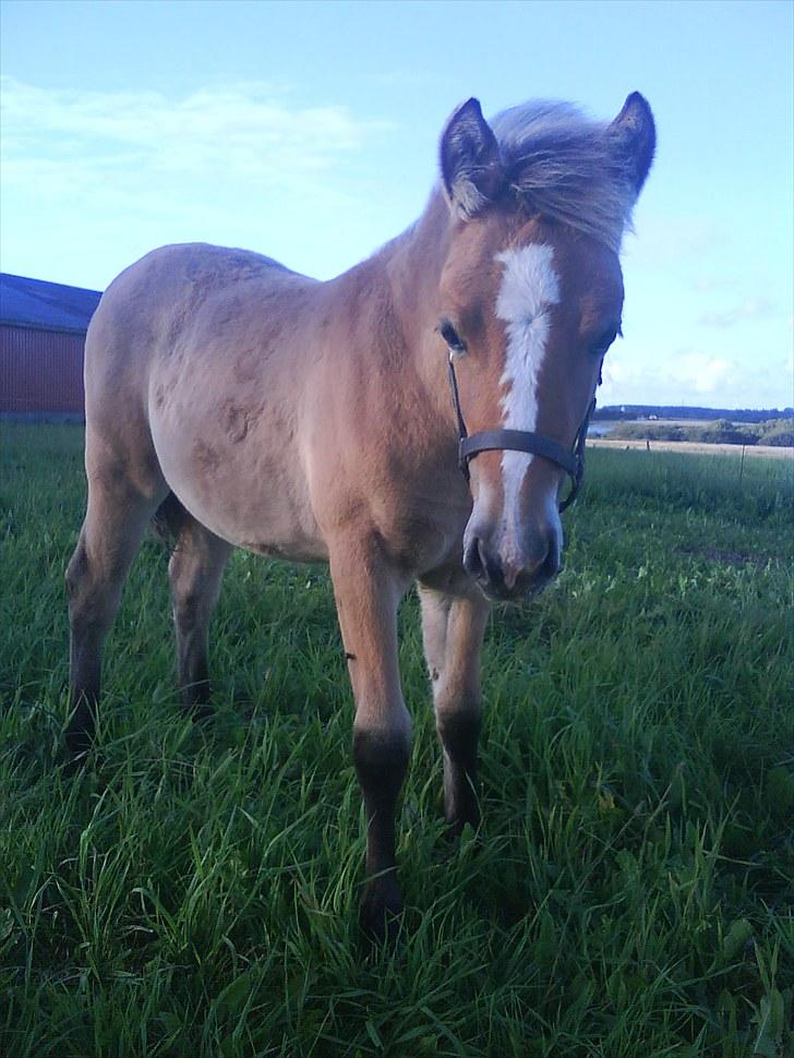 Anden særlig race Søgaard's Rinse billede 14