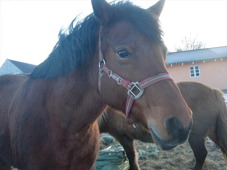 Anden særlig race Pretty Princess SOLGT billede 12