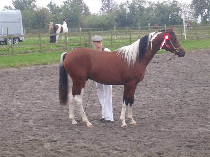 Pinto Araber Fareed Ibn El Hakim - kåring i Randers 11/9 2010 Min Røde sløjfe for klassens bedste hingst! billede 14