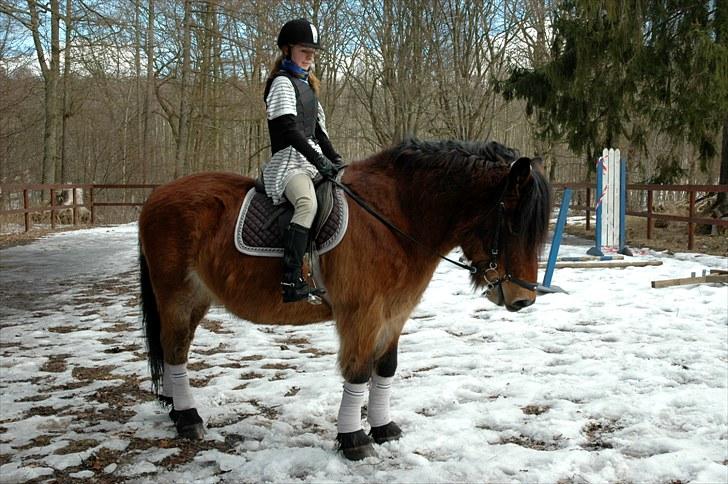 Nordsvensk Skovhest Lukas billede 6