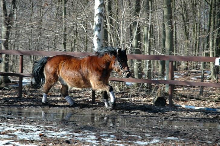 Nordsvensk Skovhest Lukas billede 7