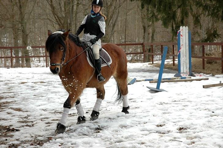 Nordsvensk Skovhest Lukas billede 8