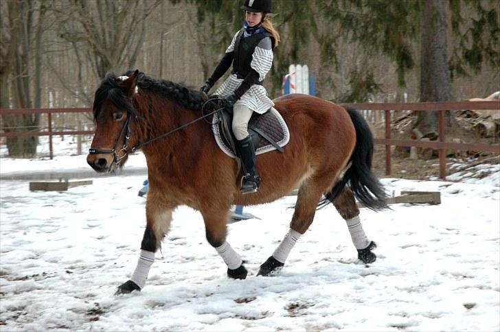 Nordsvensk Skovhest Lukas billede 9