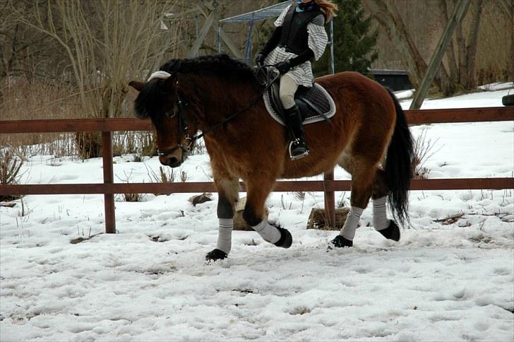 Nordsvensk Skovhest Lukas billede 10