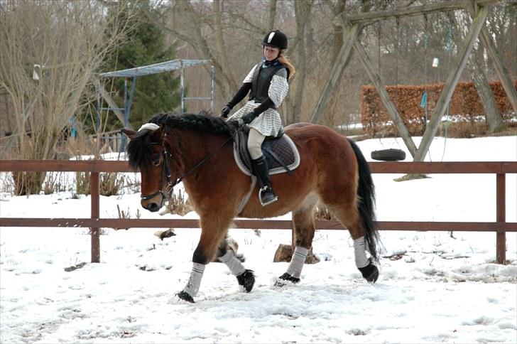 Nordsvensk Skovhest Lukas billede 11