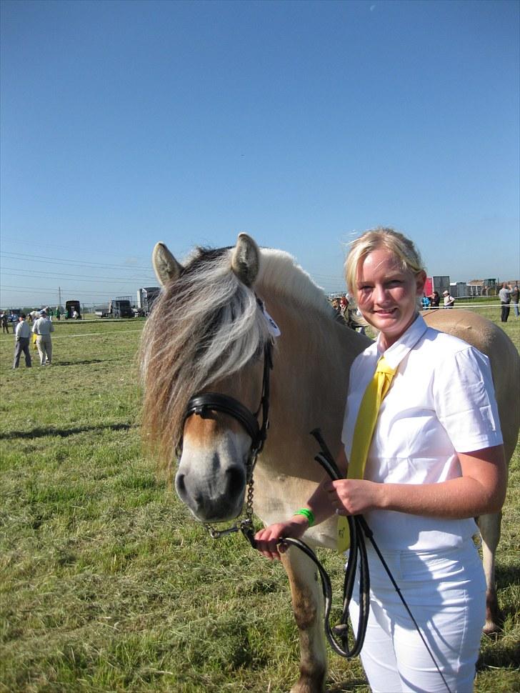 Fjordhest Østerskovs Eliza billede 10