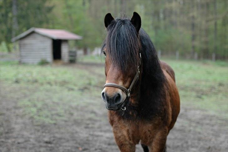 Nordsvensk Skovhest Lukas billede 12