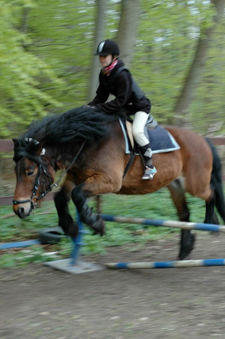 Nordsvensk Skovhest Lukas billede 13
