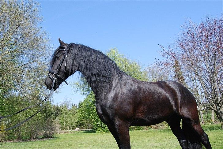 Frieser Jetse Fan Rewert STER - Smukke Jetse billede 2