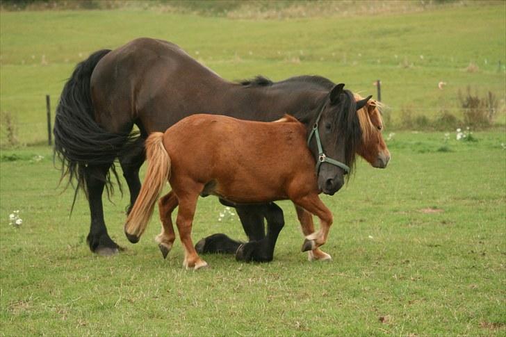 Frieser Jetse Fan Rewert STER - en krammer til min bedste ven Anton billede 3