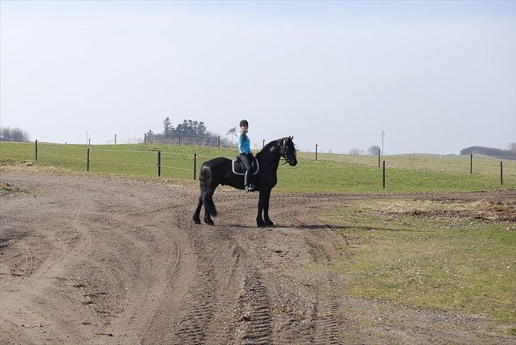 Frieser Jetse Fan Rewert STER billede 4