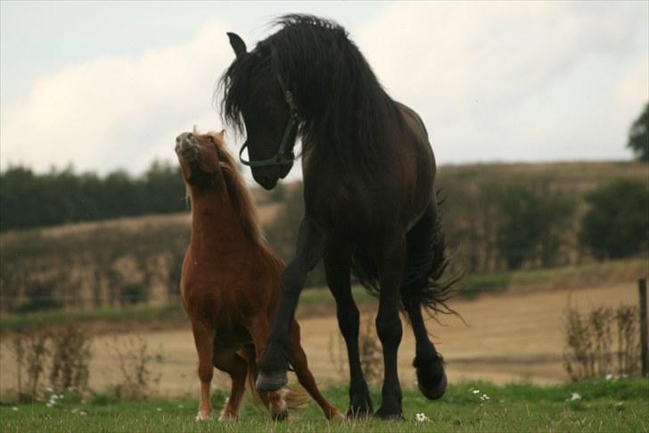 Frieser Jetse Fan Rewert STER - Jetse og Anton leger billede 5