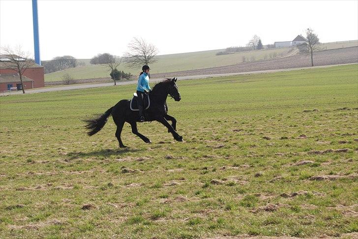Frieser Jetse Fan Rewert STER - galop billede 7