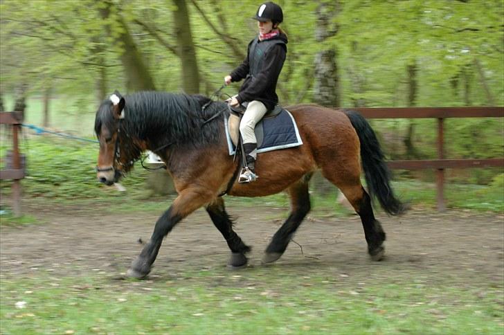 Nordsvensk Skovhest Lukas billede 14