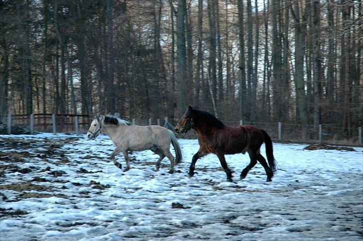 Nordsvensk Skovhest Lukas billede 15