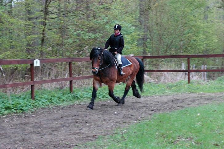 Nordsvensk Skovhest Lukas billede 16