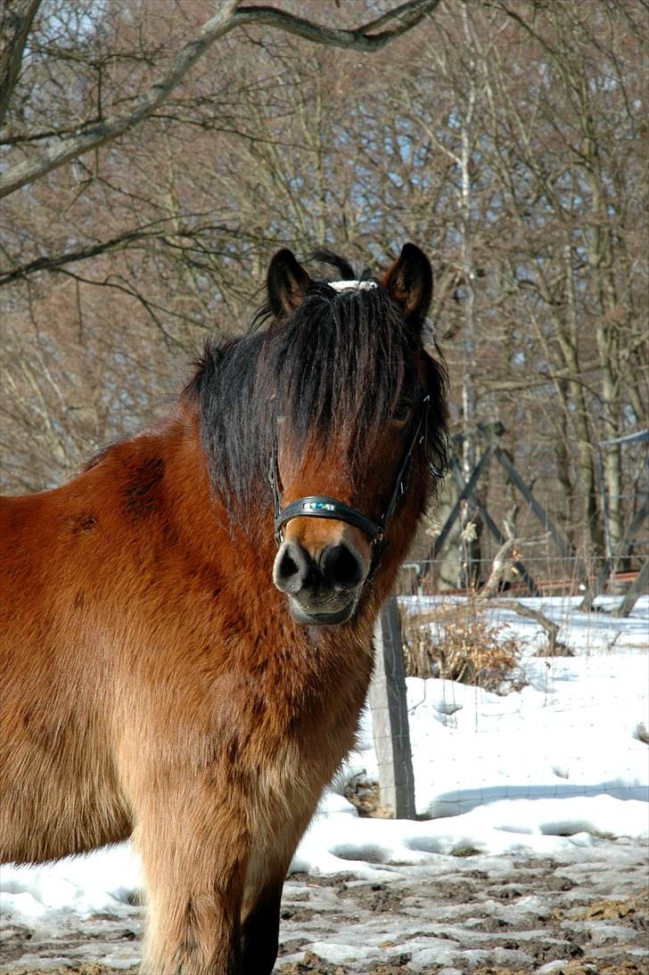 Nordsvensk Skovhest Lukas billede 17