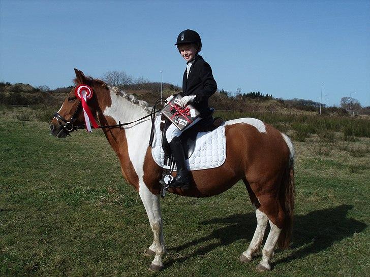 Pinto Prinsesse - Dygtige pony. Bringer altid godt humør med hjem. billede 16