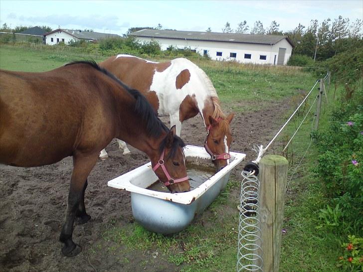 Pinto Prinsesse - Coco og Prinsesse er tørstige efter en hård ridetime<33 billede 21