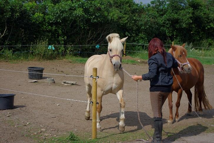 Fjordhest Skovvejens Rødtop (tidl part) billede 12