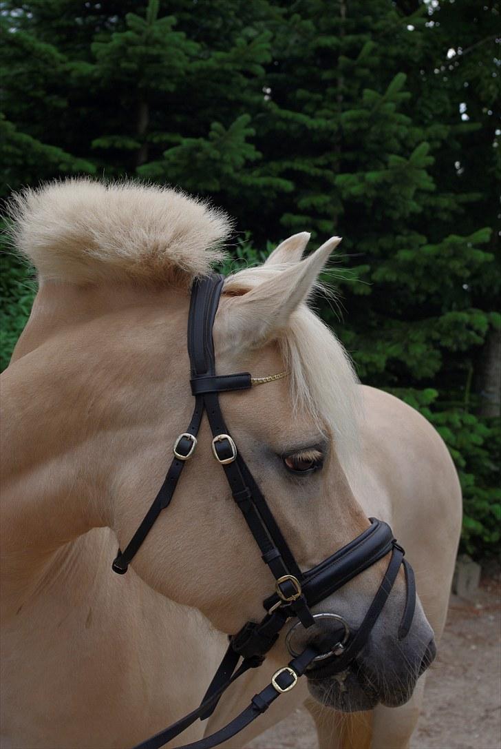 Fjordhest Skovvejens Rødtop (tidl part) billede 13