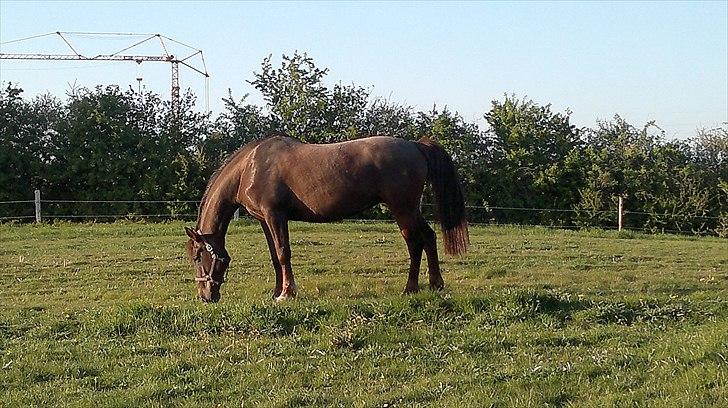 Oldenborg Sonny  <3 Savner min piige! - DU er bare så dejlig min pige <3 er fra idag D 08-05-2011 billede 2