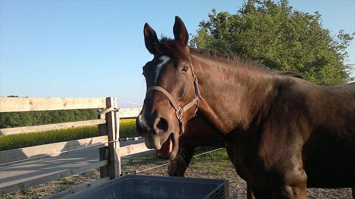 Oldenborg Sonny  <3 Savner min piige! - Gaaab jeg er enlig rigtig træt lige nu  billede 3