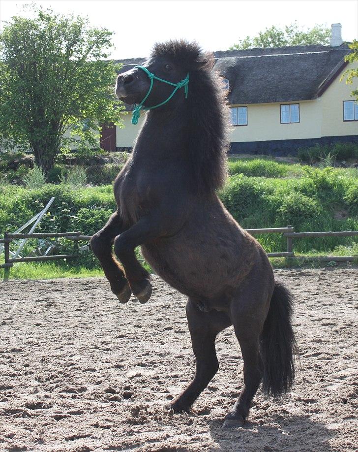 Miniature Blobber - Tricks steje. i starten var du umulig! trode aldrig du ville forstå det du blev altid helt hvildt ustyrlig fordi du gejlede dig på! men se nu! :DD det lykkedes!<3 Foto Johanne Muldvad Groot billede 10